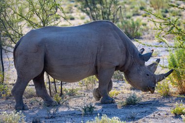 Etosha Ulusal Parkı 'nda Büyük 5 Siyah Gergedan