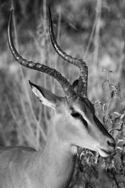 Impala Siyah ve Beyaz Etosha Ulusal Parkı