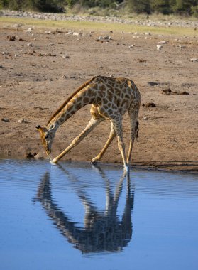 Etkin Milli Parkı, Namibya