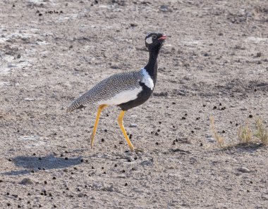 Beyaz Otikli Bustard - Etoisha Ulusal Aprk