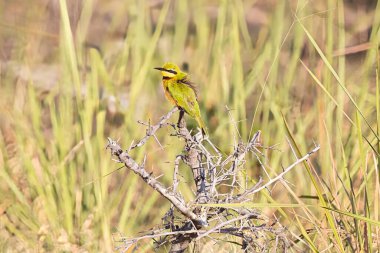 Okavango Delta Safari, Okavago Kampı