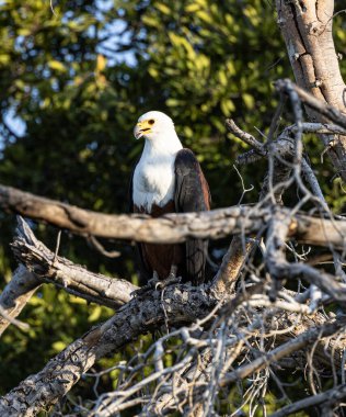 Okavango Delta Safari, Okavag Kampı