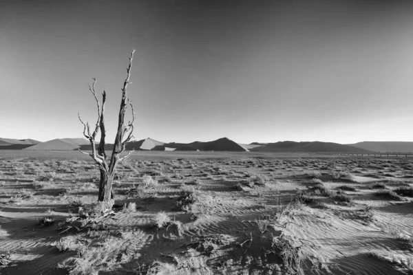 Deadvlei Sossusvlei Moun Namib Naukluft National Park Namibia — стокове фото