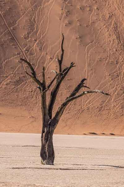 Deadvlei Sossusvlei Moun Namib Naukluft National Park Namibie — Photo