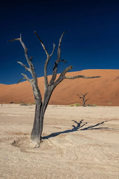 Deadvlei Sossusvlei Moun Namib Naukluft National Park Namibia — Stock Photo, Image