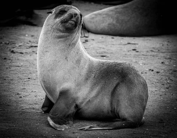 Kolonie Cape Cross Seal Namibië — Stockfoto
