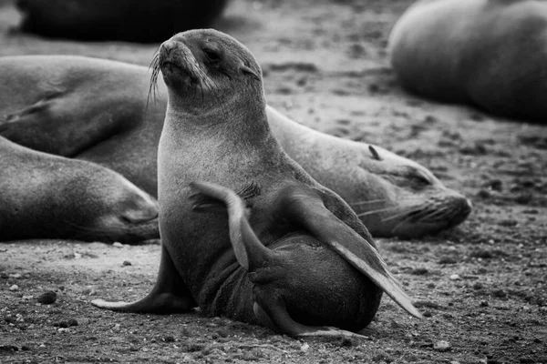Kolonie Cape Cross Seal Namibië — Stockfoto
