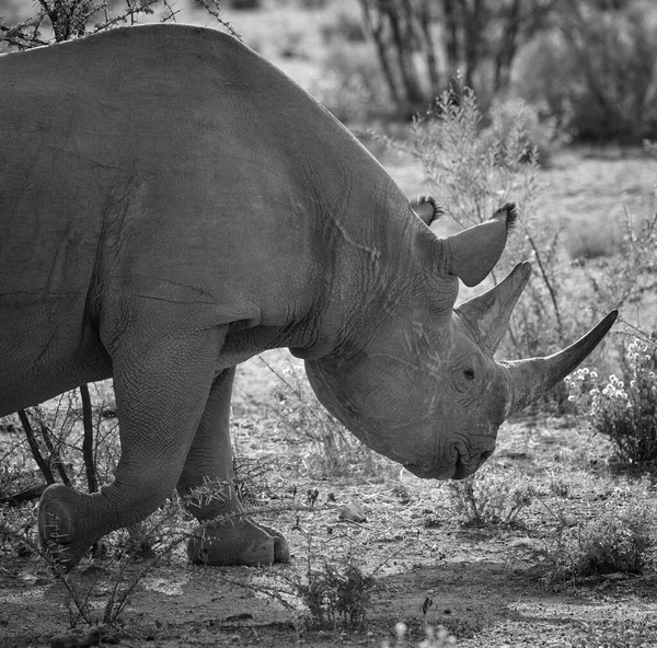 Big 5 Black Rhino at Etosha National Park