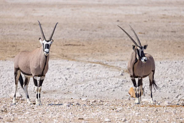 Parco Nazionale Dell Oryx Etosha — Foto Stock
