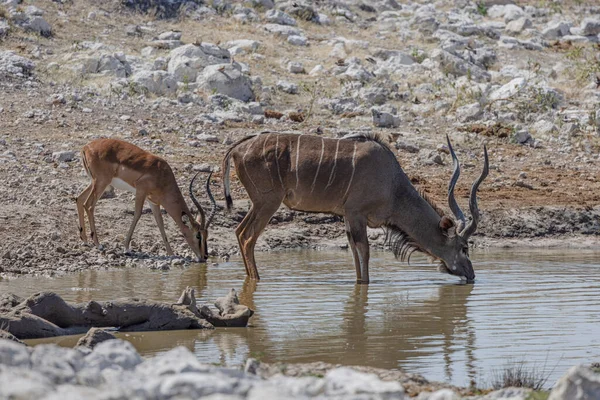 Kudu Park Narodowy Etosha — Zdjęcie stockowe