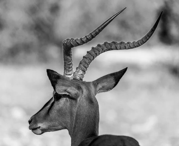 Impala Black White Etosha National Park — Fotografia de Stock