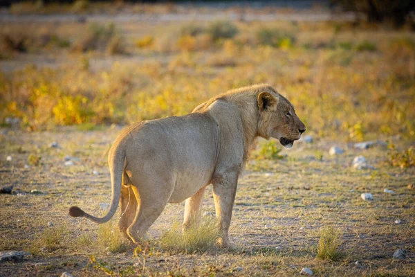 埃托沙国家公园纳米比亚 — 图库照片