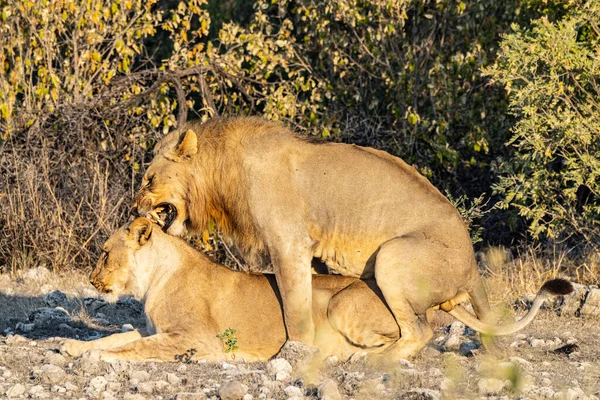 Mating Lions Εθνικό Πάρκο Etosha — Φωτογραφία Αρχείου