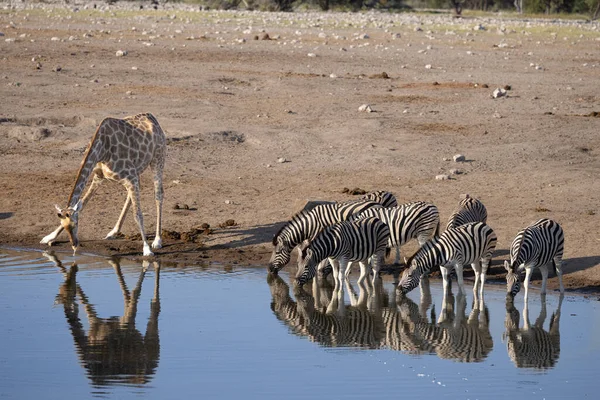 Národní Park Etosha Namibi — Stock fotografie