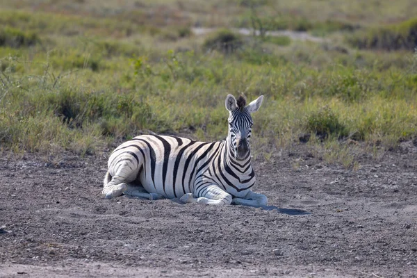 Etkin Milli Parkı Namibya — Stok fotoğraf
