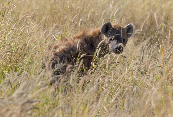 Hyena Etosha National Park — Stockfoto