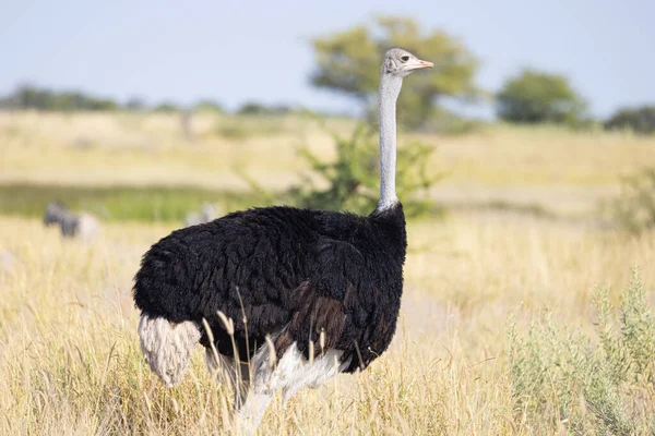 Afrika Devekuşu - Etosha Ulusal Parkı