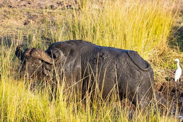 Nationaal Park Chobe Botswana — Stockfoto