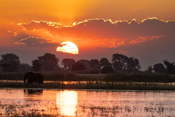 Chobe Nemzeti Park Botswana — Stock Fotó