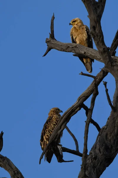 Εθνικό Πάρκο Chobe Μποτσουάνα — Φωτογραφία Αρχείου