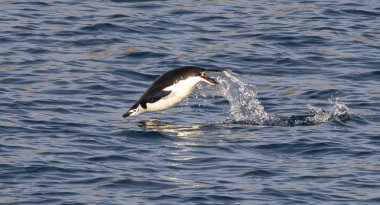 Antartika 'da Penguenler ve Mühürler ile Son İniş Kalesi