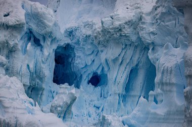 Horseshoe Körfezi Yengeç Avcısı Mührü ve İngiliz Üssü Y