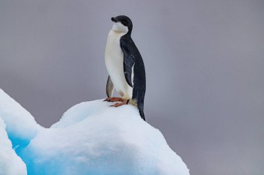Port Charcot, Hovgaard Adası, ve Balık Adaları - Antartika - Graham Land Expedition