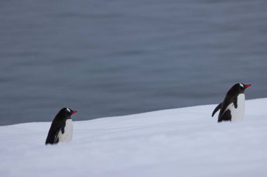 Chinstrap, Gentoo ve Adelie Penguenlerini görmek için Yalour Adalarını işaret edin