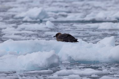 5. Gün Antartika Neko Limanı - Andvord Körfezi 'nin Doğu Yakası Aktif Buzullarla çevrili Küçük Körfez