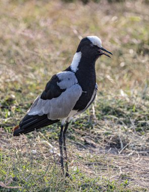 Kenya 'daki Amboseli Ulusal Parkı' nda demirci Lapwing