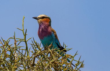 Leylak göğüslü patenci Amboseli Ulusal Parkı, Kenya