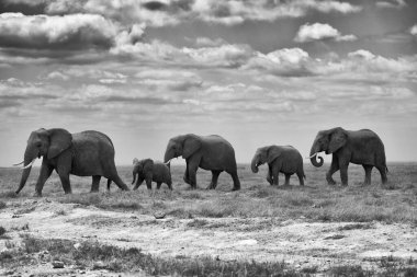 Filler amboseli Ulusal Park, kenya