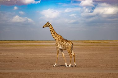 Kenya, Amboseli Ulusal Parkı 'nda zürafa