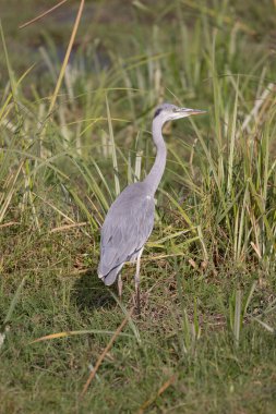 Mavi / Gri Heron Amboseli Ulusal Parkı, Kenya