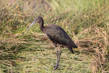Kenya Amboseli Ulusal Parkı 'nda Ibis