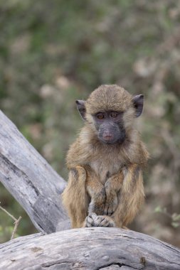 Kenya 'daki Amboseli Ulusal Parkı' nda Babunlar