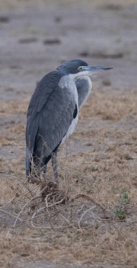 Heron Ambolseli Ulusal Parkı, Kenya