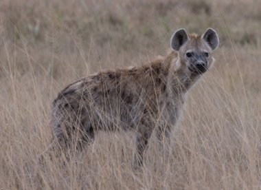 Kenya 'daki Ambolseli Ulusal Par' da sırtlan