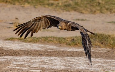 Tawny Eagle Kenya Amboseli Ulusal Parkı 'nda uçuyor.