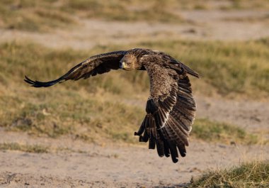 Tawny Eagle Kenya Amboseli Ulusal Parkı 'nda uçuyor.