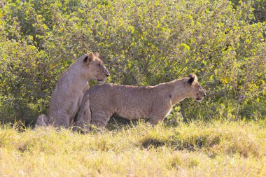 Kenya 'daki Amboseli Ulusal Parkı' nda Aslanlar