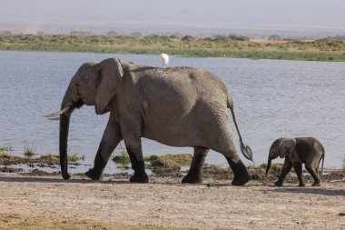 Kenya 'daki Amboseli Ulusal Parkı / göl kenarındaki filler