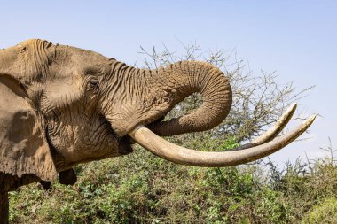 Kenya Amboseli Ulusal Parkı 'nda Büyük Tusker Erkek Fil