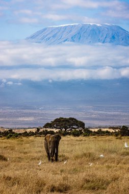 Kenya 'daki Kilimanjaro Dağı Amboseli Ulusal Parkı' nın önündeki filler