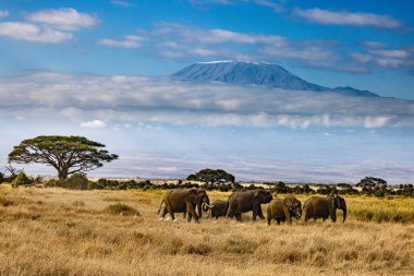 Kenya 'daki Kilimanjaro Dağı Amboseli Ulusal Parkı' nın önündeki filler