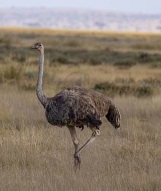 Amboseli Ulusal Parkı, Kenya