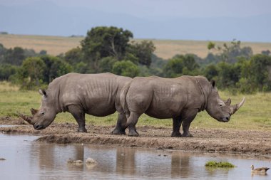Ol Pajeta Koruma Alanı, Laikipia, Kenya