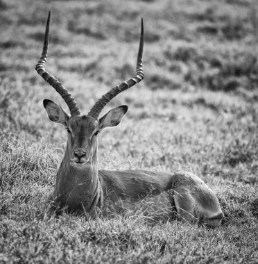 Ol Pajeta Koruma Alanı, Laikipia, Kenya