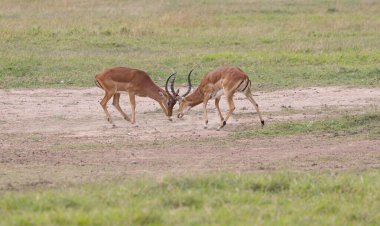 Ol Pajeta Koruma Alanı, Laikipia, Kenya