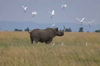 Ol Pajeta Koruma Alanı, Laikipia, Kenya